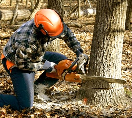 Tree Removal in Rockville, IN